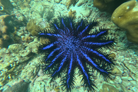 Ko Lanta : Koh Rok et Koh Haa : plongée avec masque et tuba dans les joyaux d&#039;Andaman