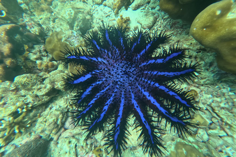 Ko Lanta: Koh Rok y Koh Haa Excursión de snorkel por las gemas de Andamán