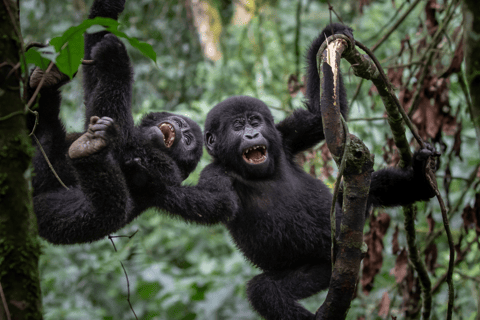 3-daagse gorillatrekking en Batwa-paden in Bwindi