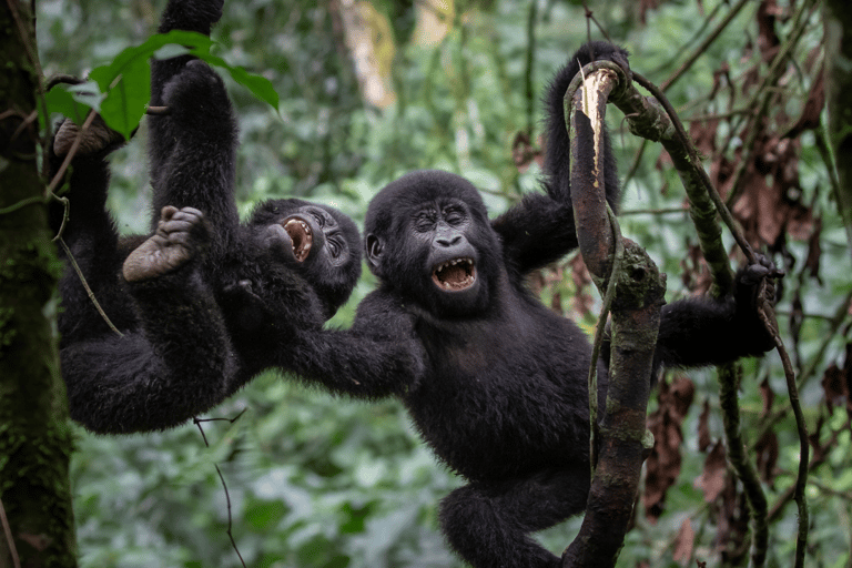 3-daagse gorillatrekking en Batwa-paden in Bwindi