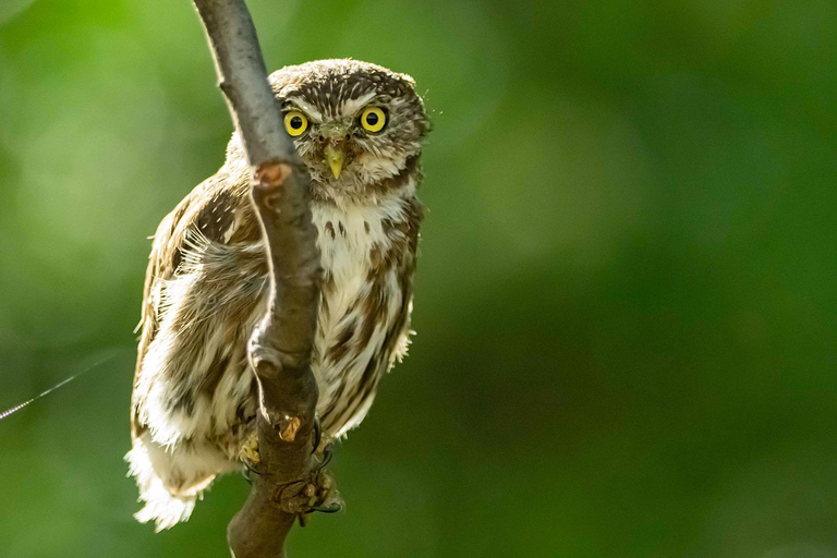 Cusco: Hummingbird Sanctuary Tour — 30+ Bird Species with transfers