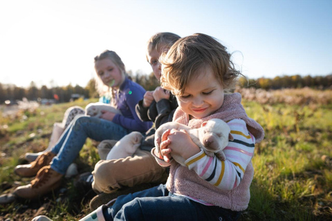 Talkeetna: Mushing Experience with Iditarod Champion Dogs