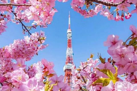 Japan: 5-Day Private Tour with Driver & Custom Itinerary