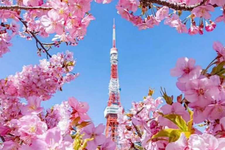 Japan: 5-Day Private Tour with Driver & Custom Itinerary