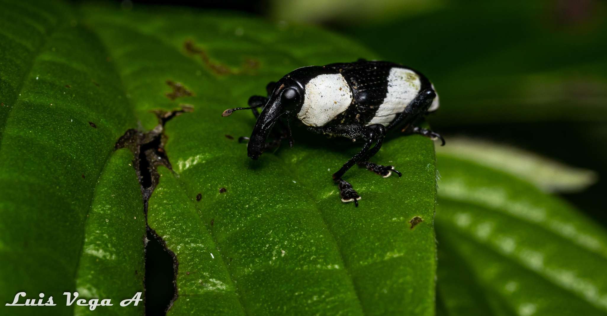 Monteverde, Nocturnal Wonders Trip - Housity