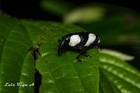 Monteverde, Nocturnal Wonders Trip - Housity