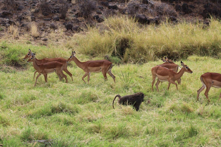 3 Days, 2 nights safari to Samburu National Reserve 3 Days private safari in a 4x4 Landcruiser jeep