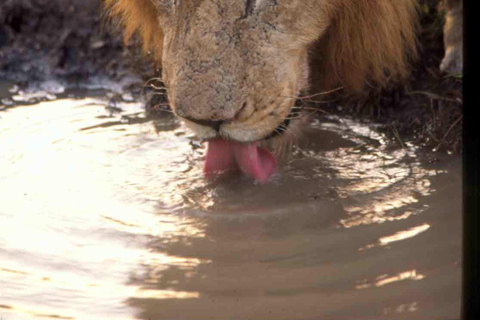 DAY TRIP NAIROBI NATIONAL PARK