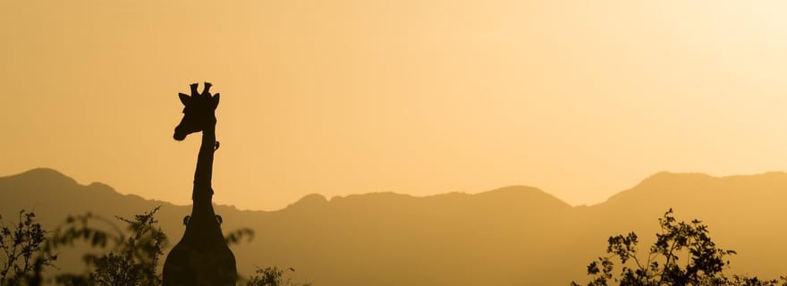 3 JOURS 2 NUITS AU PARC NYERERE DEPUIS ZANZIBAR PAR VOL