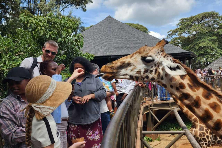 Nairobi: Giraffe Centre Visit and Giraffe Feeding Experience Nairobi: Interactive Giraffe Feeding & Wildlife Education