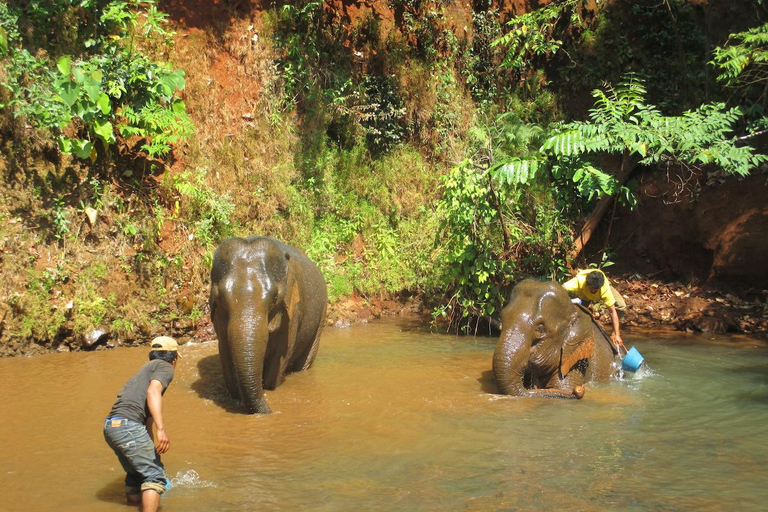 Cambodia Elephant Sanctuary, Pickup and drop off included