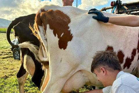 Isla Terceira: Experiencia en la Ruta de la Leche y el Queso