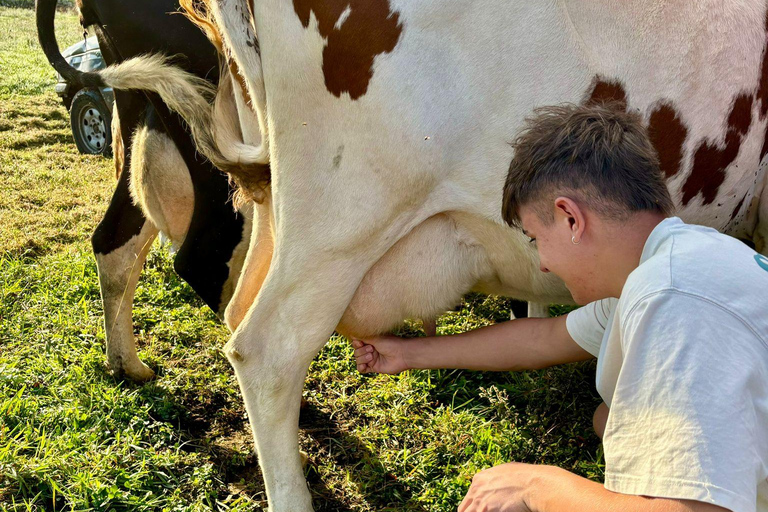 Isla Terceira: Experiencia en la Ruta de la Leche y el Queso