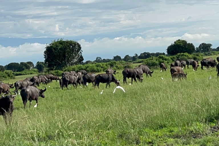 4 Tage Ruanda Wildlife Safari & Gorilla Trekking Reise