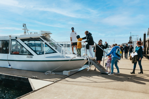 Adelaide: Port River Dolphin en Ships Graveyard Cruise