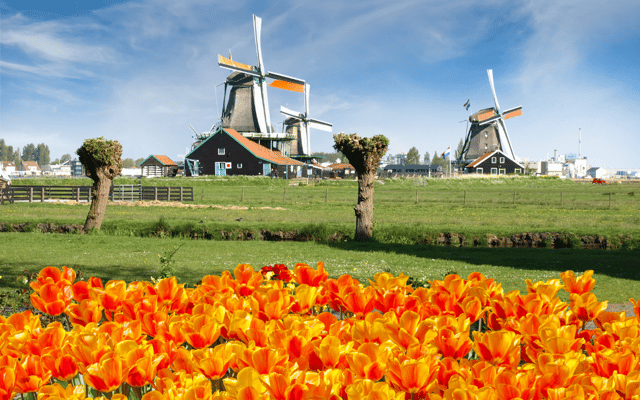 Amsterdam : Excursion d&#039;une journée à Keukenhof et aux moulins de Zaanse Schans