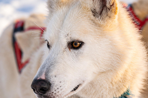 Rovaniemi: Meet Vasco Husky & Enjoy Sled Ride at Husky Farm ⭐ Winter Husky Adventure with Vasco | Jan 1 – Mar 31