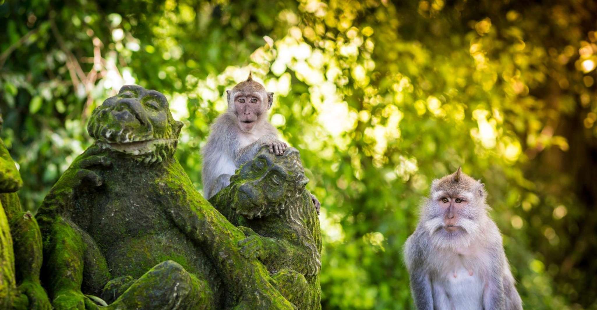 Ubud, Monkey Forest, Waterfall & Rice Terraces Guided Tour - Hizvo