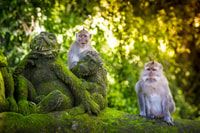 Ubud, Affenwald, Wasserfall & Reisterrassen Führung - Hizvo