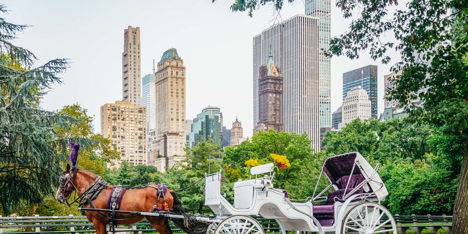 Horse and Carriage Rides