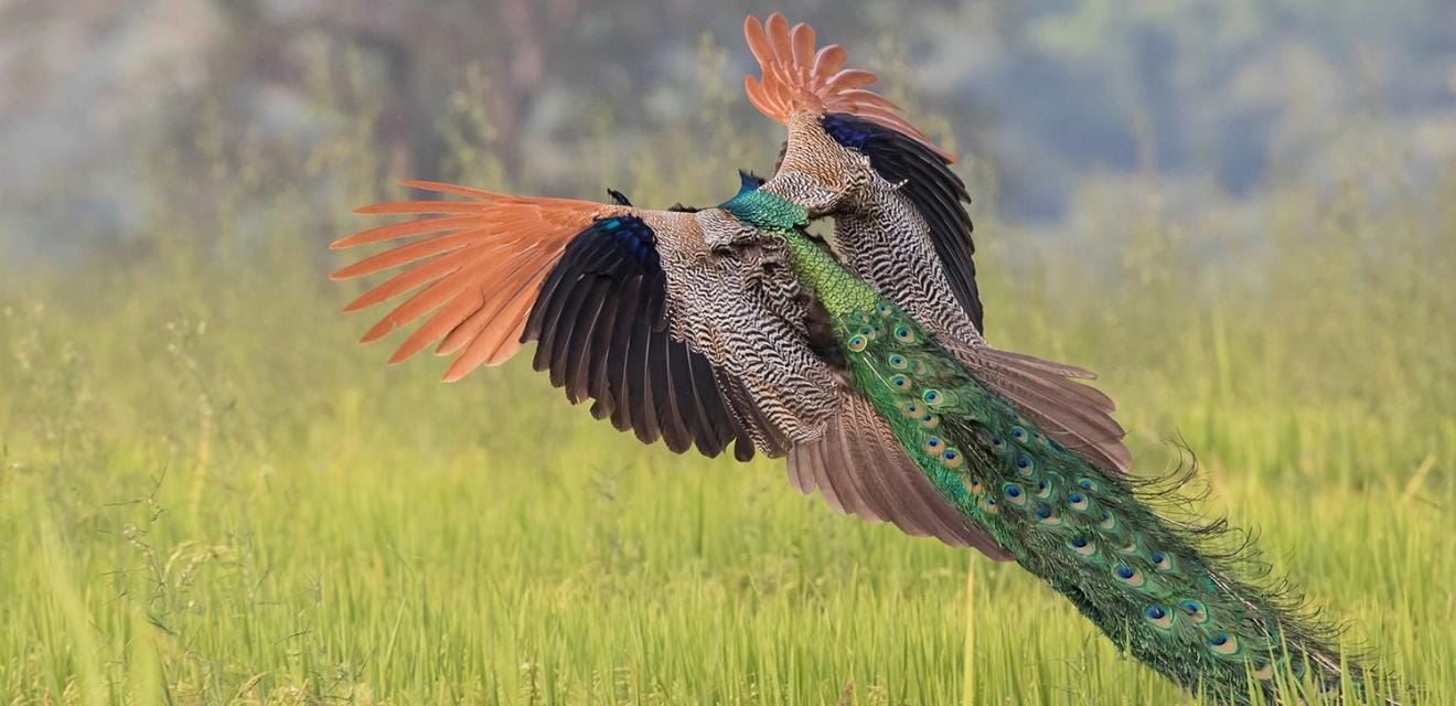 Kalametiya: Vogelbeobachtungstour mit Meeresfrüchte-Mittagessen ab Galle
