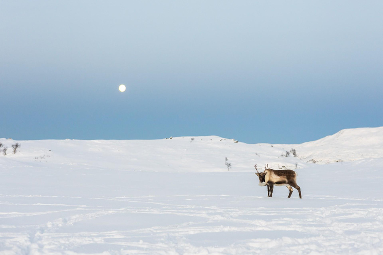 Tromsø: Exclusive Sámi Reindeer Experience with herders