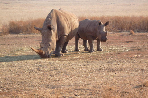 Johannesburg: Rhino & Lion Nature Reserve Half Day Tour