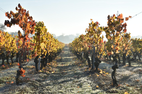 Educational hike in the Anjou vineyards Wine Hike