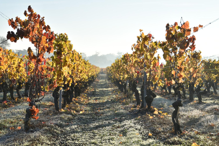 Educational hike in the Anjou vineyards Wine Hike