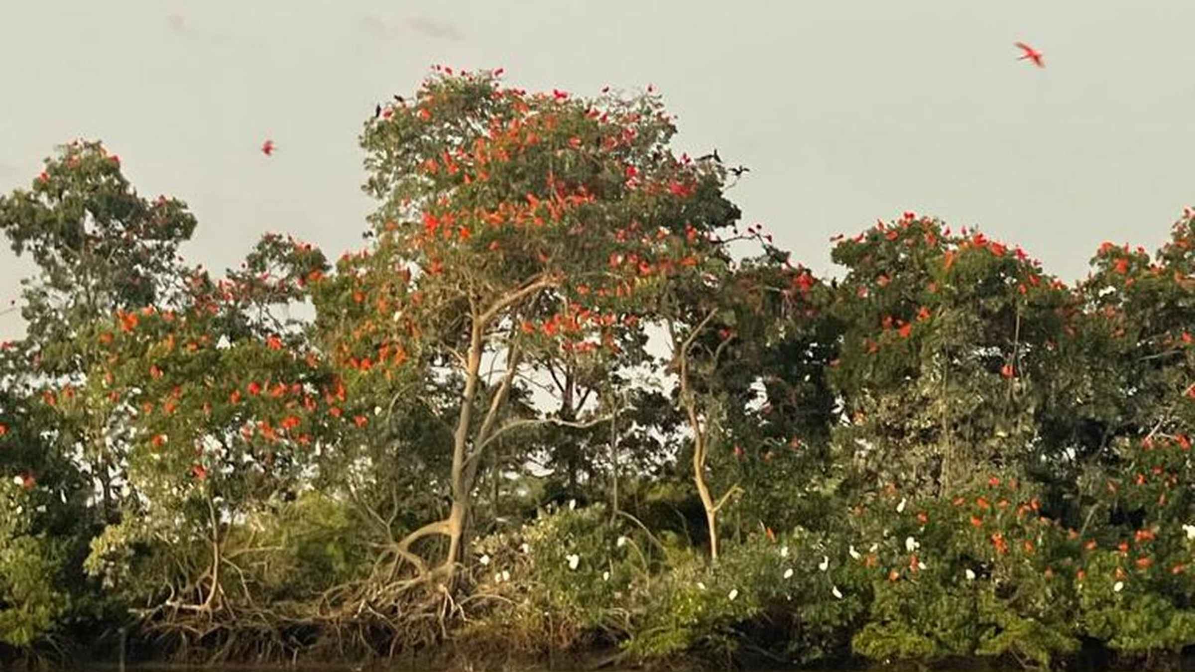 Nova atividadeNinhal dos Guarás – Uma Sinfonia de Cores ao Pôr do Sol
