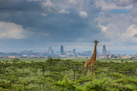 Parco nazionale di Nairobi, orfanotrofio degli elefanti e centro delle giraffeParco Nazionale di Nairobi, DSWT e Centro delle Giraffe senza ingresso