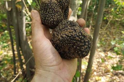 Belgrade: Truffle Hunting Tour With Dogs, Lunch & Wine