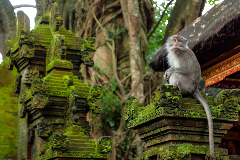 Ubud: Foresta delle scimmie, terrazzamenti di riso e tour delle cascate
