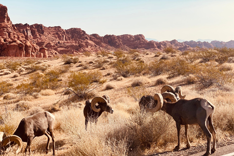 Las Vegas: Valley of Fire Small Group Tour