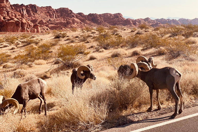 Las Vegas: Valley of Fire Small Group Tour