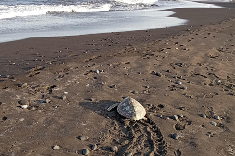 Santa Maria: Sal Island Sea Turtle Watching Experience