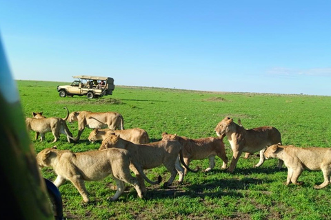 Excursión de un día al Parque Nacional Masai Mara y visita a la aldea Masai