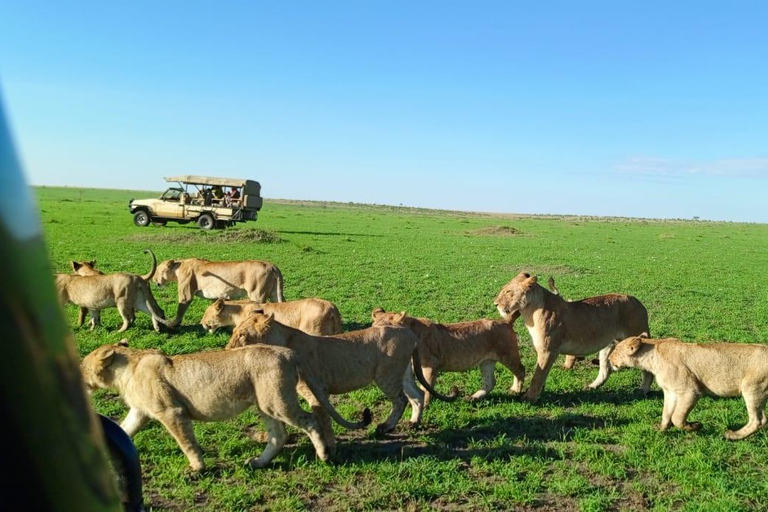 Excursion d&#039;une journée dans le parc national du Masai Mara et visite du village Masai