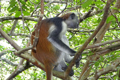 Zanzibar: Jozani Forest & The Rock Restaurant Day Trip Private Tour without Hotel transfer