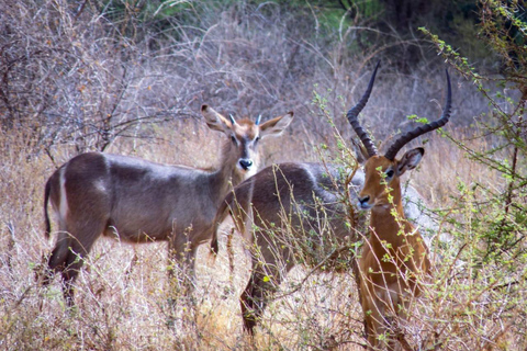 Safari di 8 giorni in Kenya Avventura a Samburu, Ol Pejeta e Masai Mara