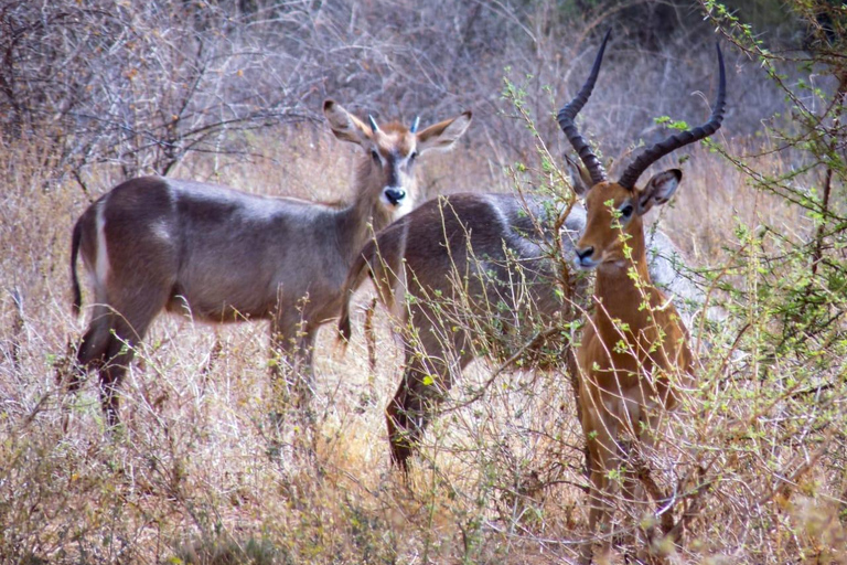 Safari di 8 giorni in Kenya Avventura a Samburu, Ol Pejeta e Masai Mara