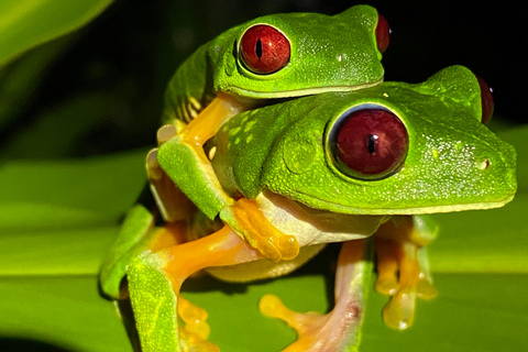 Manuel Antonio: Avondtour met een natuurgids.Avondtour met een natuurgids (vervoer inbegrepen)