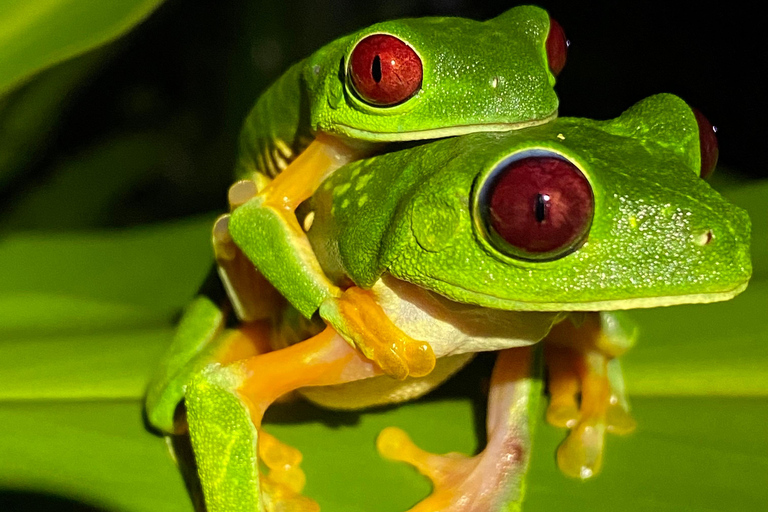 Manuel Antonio: Nachttour mit einem naturkundlichen Führer.Nachttour mit einem naturkundlichen Führer (inklusive Transport)