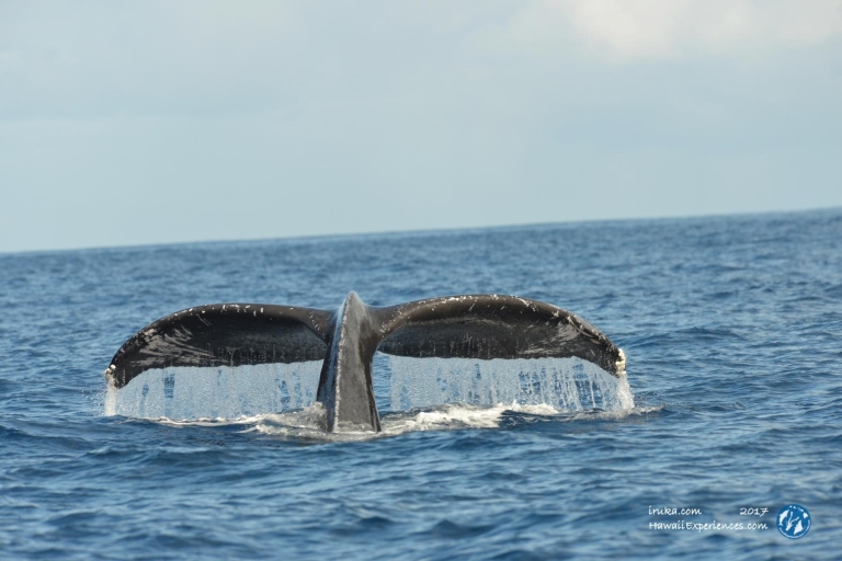 Puesta de sol en Waikiki y observación de ballenas