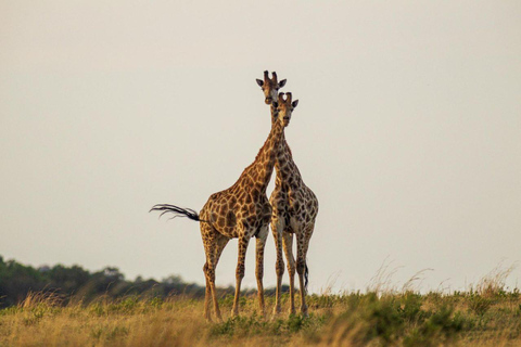 6 dagars upplevelse Tanzania äventyr