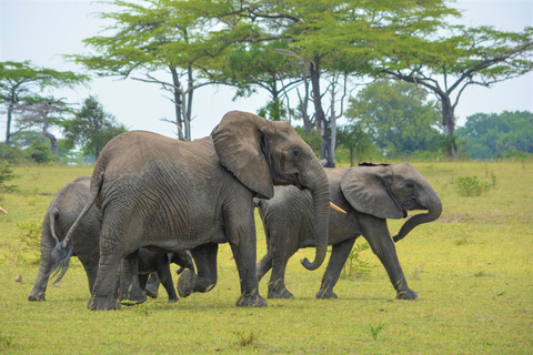 Från Zanzibar: 2 Dagar Nyerere National Park/Selous med flyg