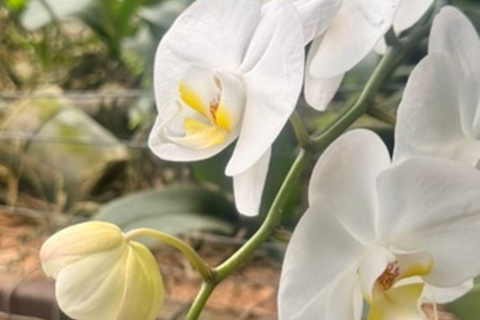 Tapachula: Argovia Coffee, Flowers, and Legacy Tour