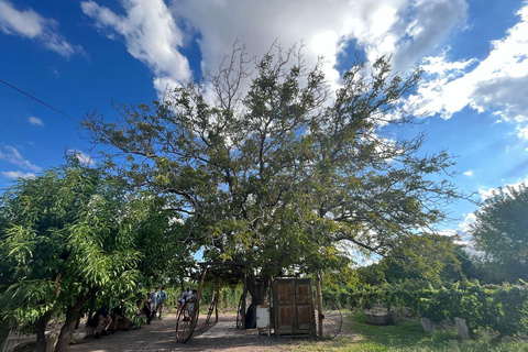 Au départ de Mendoza : 3 vignobles, visite et dégustation d&#039;une usine d&#039;huile d&#039;oliveOption anglaise (toujours bilingue)