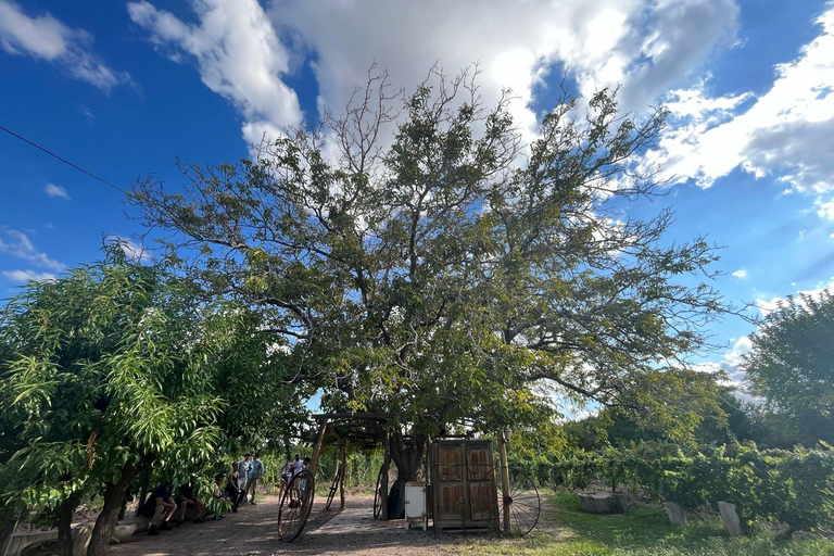 Au départ de Mendoza : 3 vignobles, visite et dégustation d&#039;une usine d&#039;huile d&#039;oliveOption anglaise (toujours bilingue)