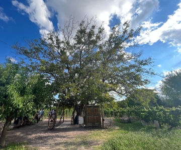 From Mendoza: 3 Wineries, Olive Oil Factory Tour & Tasting